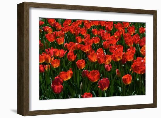Red Tulips-Howard Ruby-Framed Photographic Print