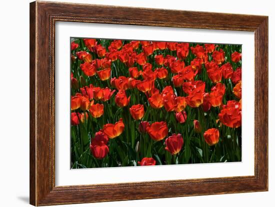 Red Tulips-Howard Ruby-Framed Photographic Print