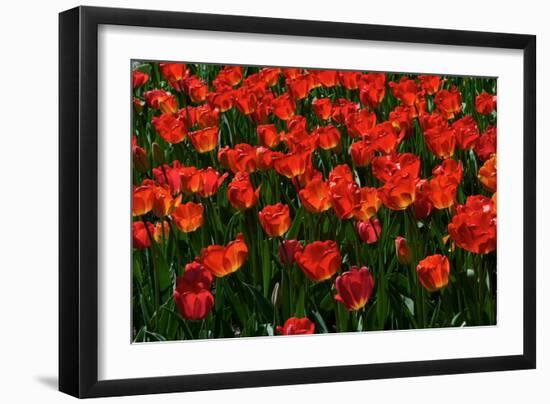 Red Tulips-Howard Ruby-Framed Photographic Print