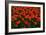 Red Tulips-Howard Ruby-Framed Photographic Print