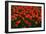 Red Tulips-Howard Ruby-Framed Photographic Print