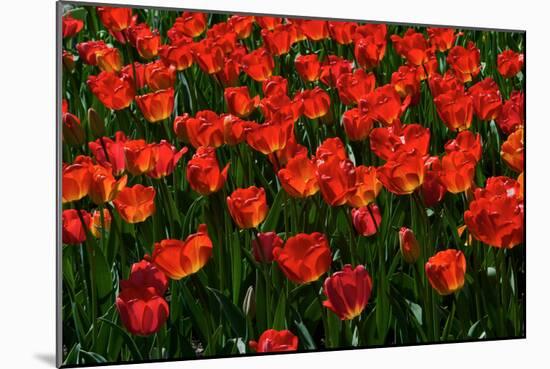 Red Tulips-Howard Ruby-Mounted Photographic Print