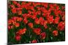 Red Tulips-Howard Ruby-Mounted Photographic Print