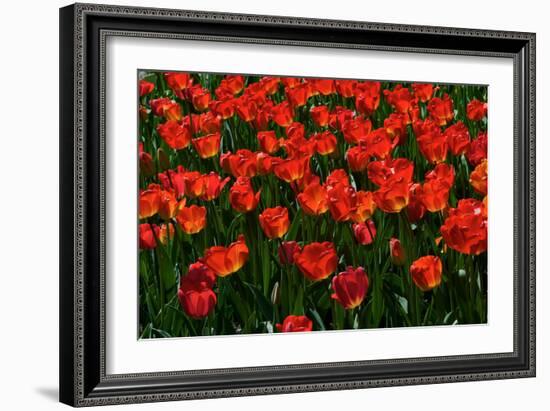 Red Tulips-Howard Ruby-Framed Photographic Print