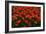 Red Tulips-Howard Ruby-Framed Photographic Print