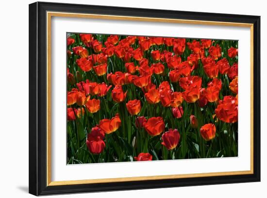 Red Tulips-Howard Ruby-Framed Photographic Print