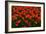 Red Tulips-Howard Ruby-Framed Photographic Print