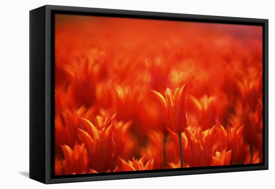 Red Tulips-WizData-Framed Premier Image Canvas