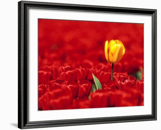 Red tulips-null-Framed Photographic Print