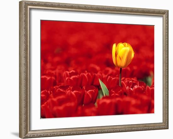 Red tulips-null-Framed Photographic Print