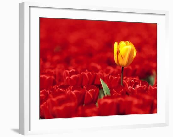 Red tulips-null-Framed Photographic Print