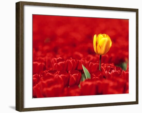 Red tulips-null-Framed Photographic Print