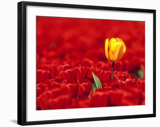 Red tulips-null-Framed Photographic Print