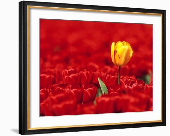Red tulips-null-Framed Photographic Print