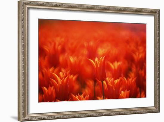 Red Tulips-WizData-Framed Photographic Print