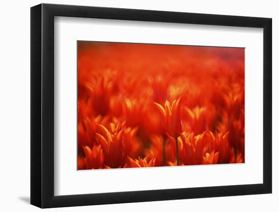 Red Tulips-WizData-Framed Photographic Print