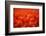 Red Tulips-WizData-Framed Photographic Print