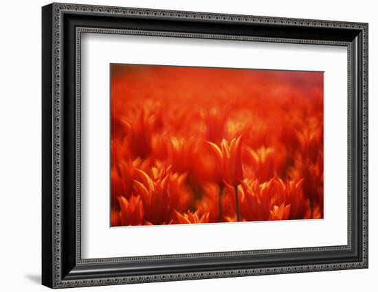 Red Tulips-WizData-Framed Photographic Print
