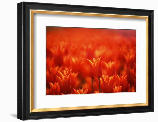 Red Tulips-WizData-Framed Photographic Print