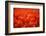 Red Tulips-WizData-Framed Photographic Print