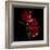 Red Tulips-Magda Indigo-Framed Photographic Print