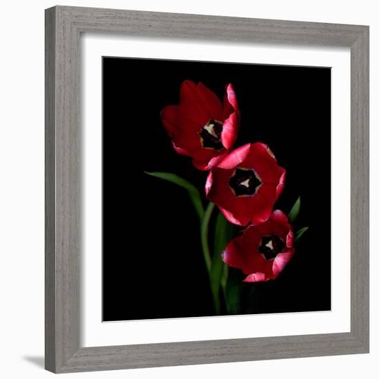 Red Tulips-Magda Indigo-Framed Photographic Print