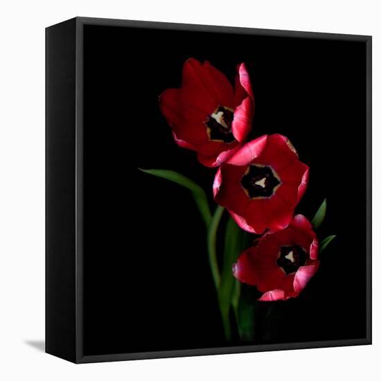 Red Tulips-Magda Indigo-Framed Premier Image Canvas