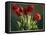 Red Tulips-Helen J. Vaughn-Framed Premier Image Canvas