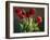 Red Tulips-Helen J. Vaughn-Framed Giclee Print