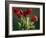 Red Tulips-Helen J. Vaughn-Framed Giclee Print