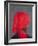 Red Turban on Grey, 2014-Lincoln Seligman-Framed Giclee Print