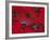 Red Umbrella, Chiang Mai, Northern Thailand-Gavin Hellier-Framed Photographic Print