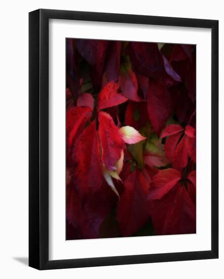 Red Velvet-Philippe Sainte-Laudy-Framed Photographic Print