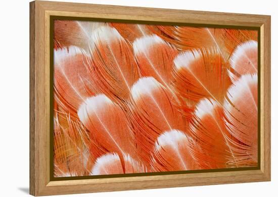 Red Vent Cockatoo Rump Feathers-Darrell Gulin-Framed Premier Image Canvas