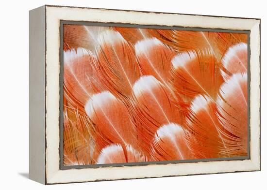 Red Vent Cockatoo Rump Feathers-Darrell Gulin-Framed Premier Image Canvas