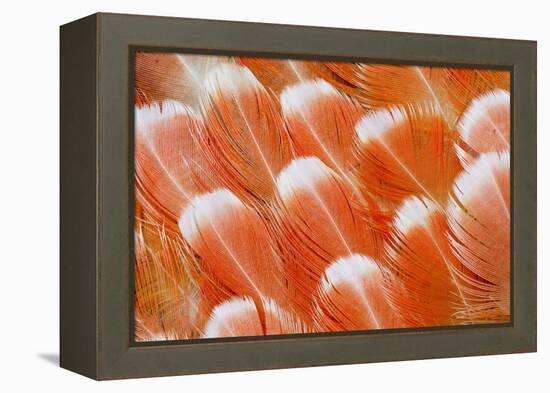 Red Vent Cockatoo Rump Feathers-Darrell Gulin-Framed Premier Image Canvas