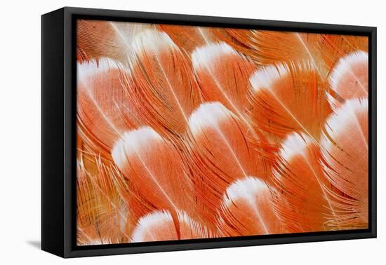 Red Vent Cockatoo Rump Feathers-Darrell Gulin-Framed Premier Image Canvas