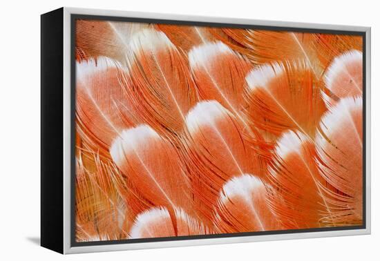 Red Vent Cockatoo Rump Feathers-Darrell Gulin-Framed Premier Image Canvas