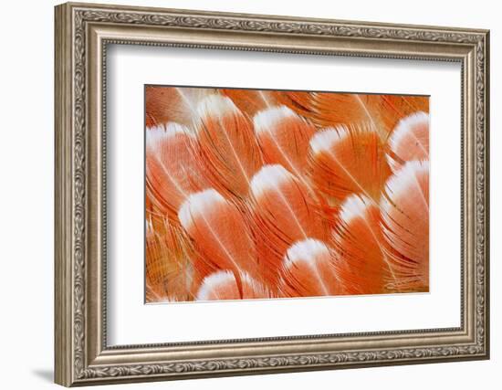 Red Vent Cockatoo Rump Feathers-Darrell Gulin-Framed Photographic Print