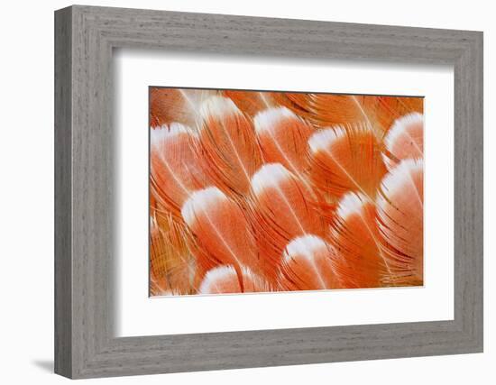 Red Vent Cockatoo Rump Feathers-Darrell Gulin-Framed Photographic Print