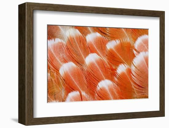 Red Vent Cockatoo Rump Feathers-Darrell Gulin-Framed Photographic Print