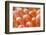 Red Vent Cockatoo Rump Feathers-Darrell Gulin-Framed Photographic Print