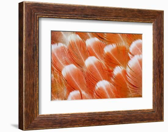 Red Vent Cockatoo Rump Feathers-Darrell Gulin-Framed Photographic Print