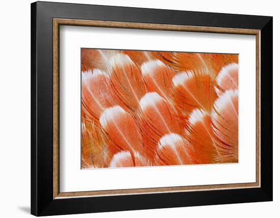 Red Vent Cockatoo Rump Feathers-Darrell Gulin-Framed Photographic Print