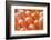 Red Vent Cockatoo Rump Feathers-Darrell Gulin-Framed Photographic Print