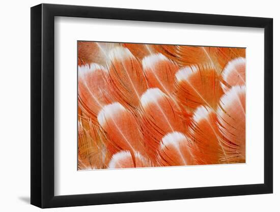 Red Vent Cockatoo Rump Feathers-Darrell Gulin-Framed Photographic Print