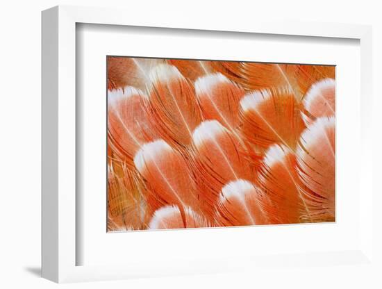 Red Vent Cockatoo Rump Feathers-Darrell Gulin-Framed Photographic Print