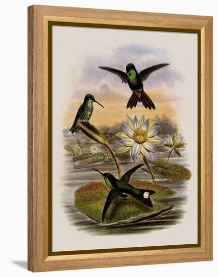 Red-Vented White-Tip, Urosticte Ruficrissa-John Gould-Framed Premier Image Canvas