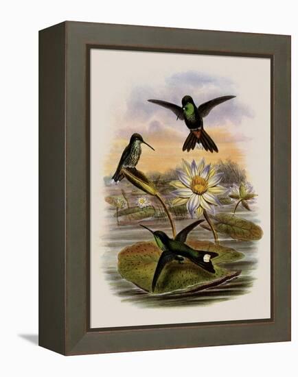 Red-Vented White-Tip, Urosticte Ruficrissa-John Gould-Framed Premier Image Canvas