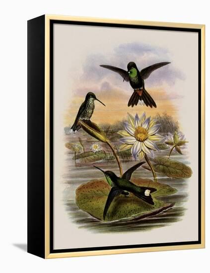 Red-Vented White-Tip, Urosticte Ruficrissa-John Gould-Framed Premier Image Canvas